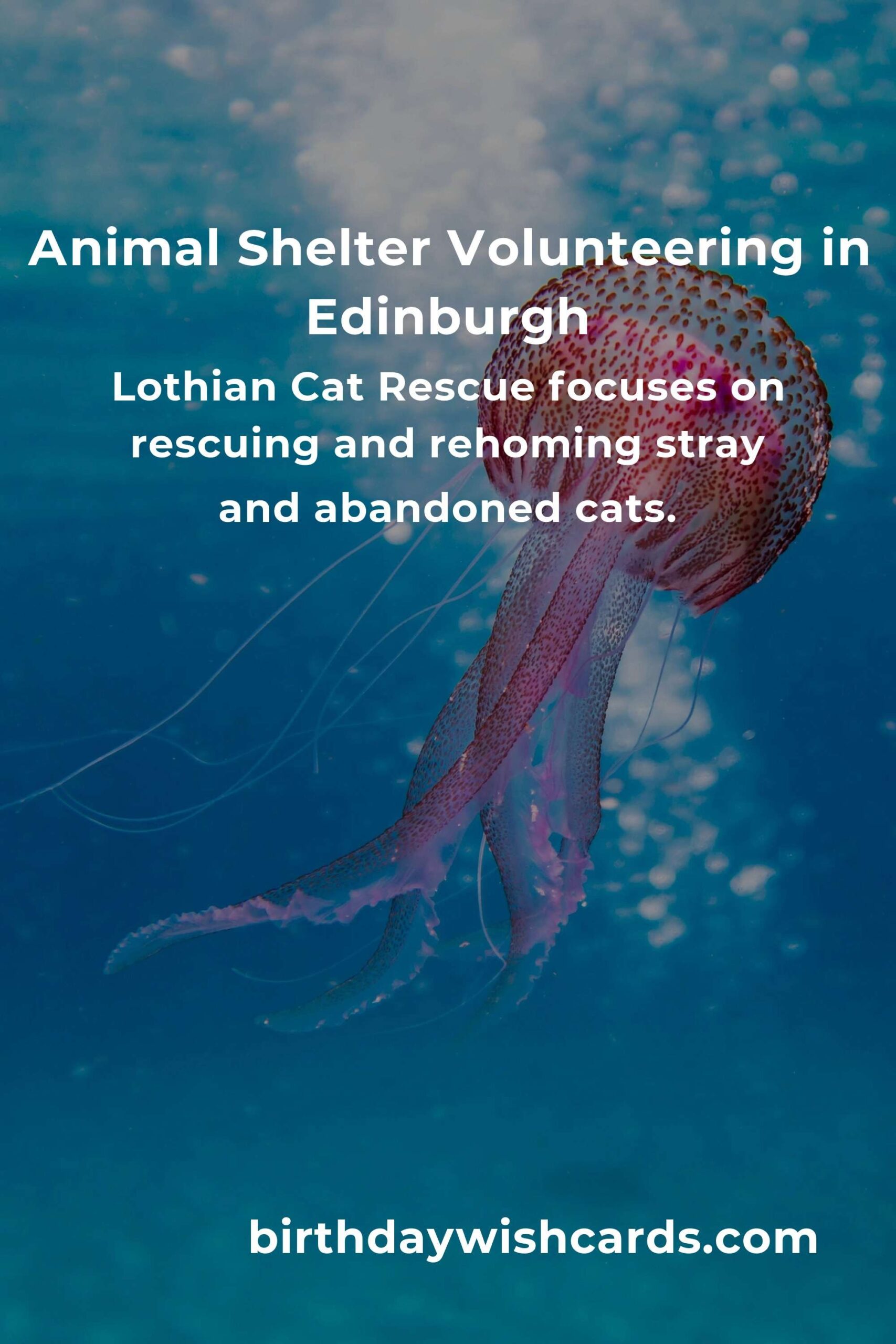 Discover the Best Animal Shelter Volunteer Programs in Edinburgh