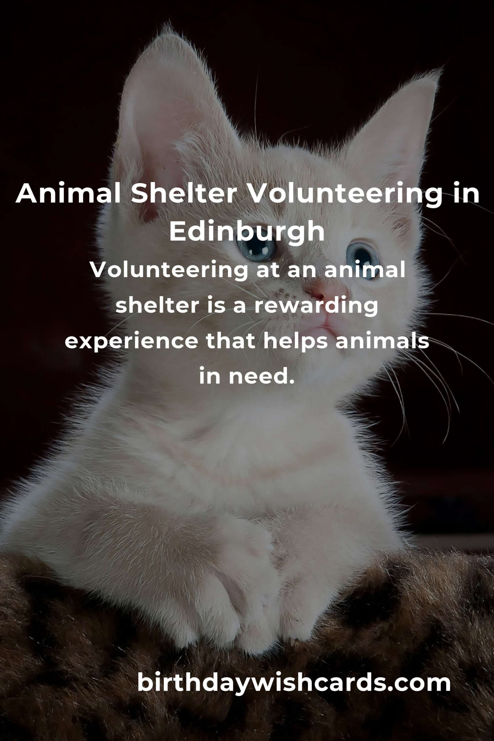 Discover the Best Animal Shelter Volunteer Programs in Edinburgh