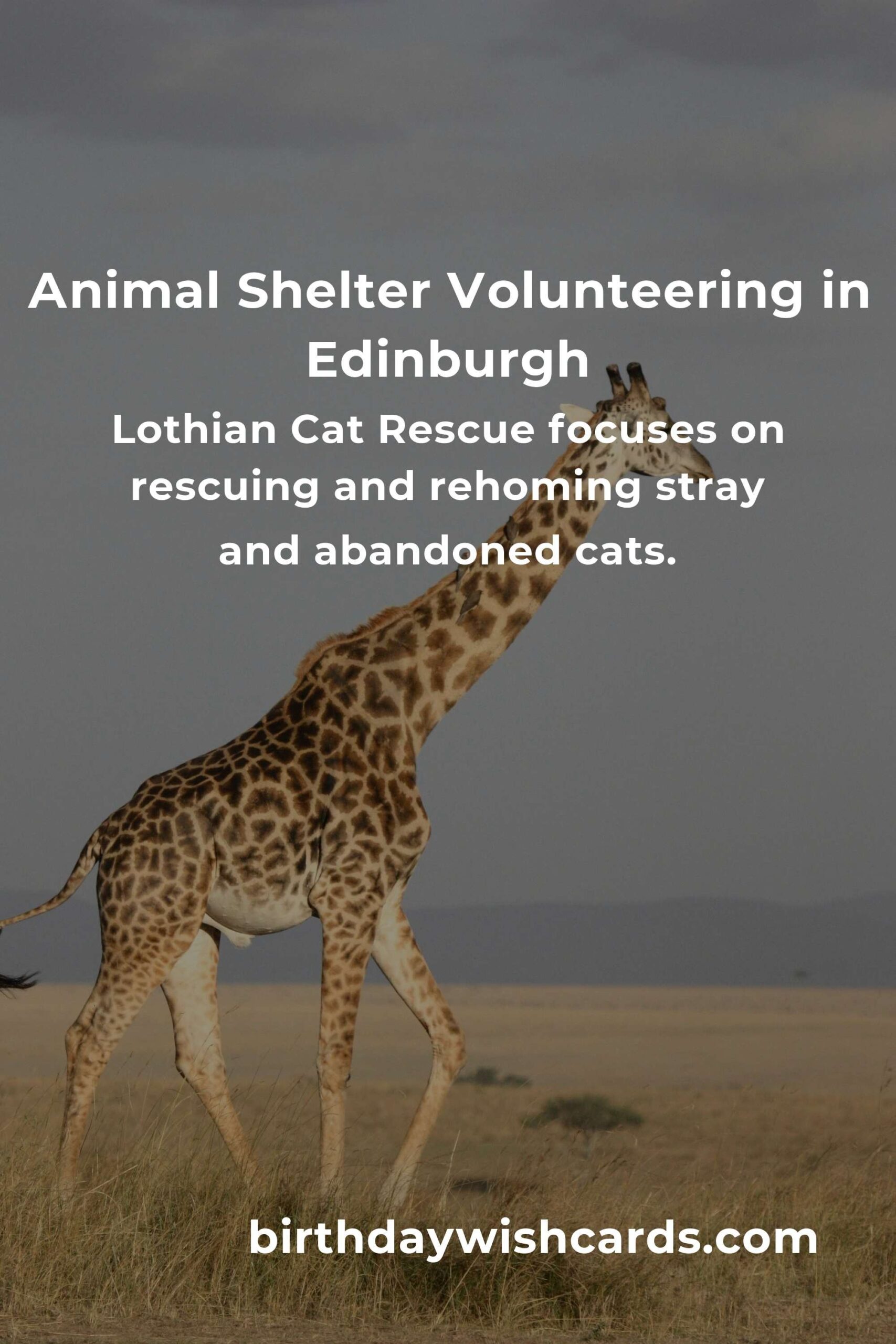 Discover the Best Animal Shelter Volunteer Programs in Edinburgh