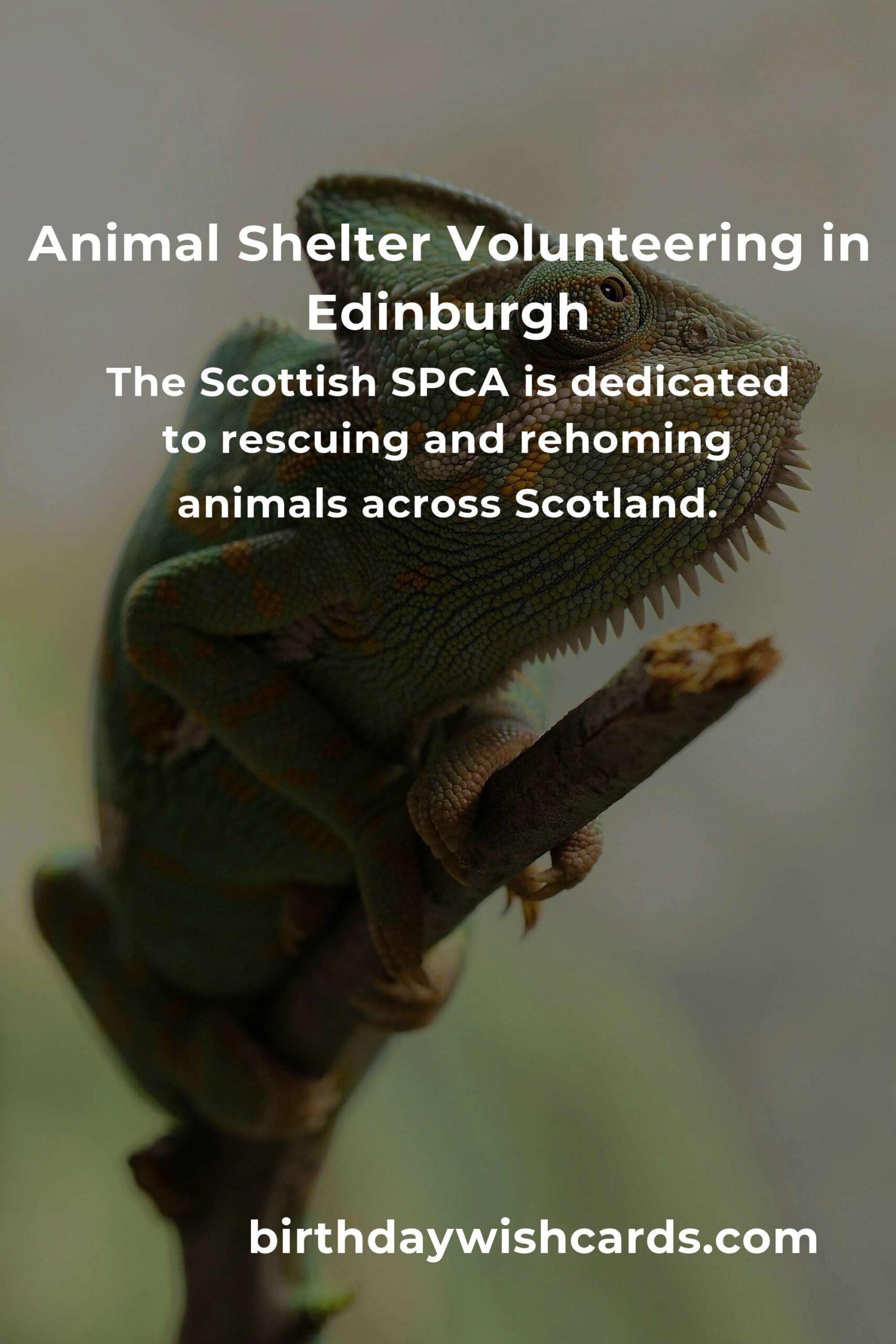 Discover the Best Animal Shelter Volunteer Programs in Edinburgh