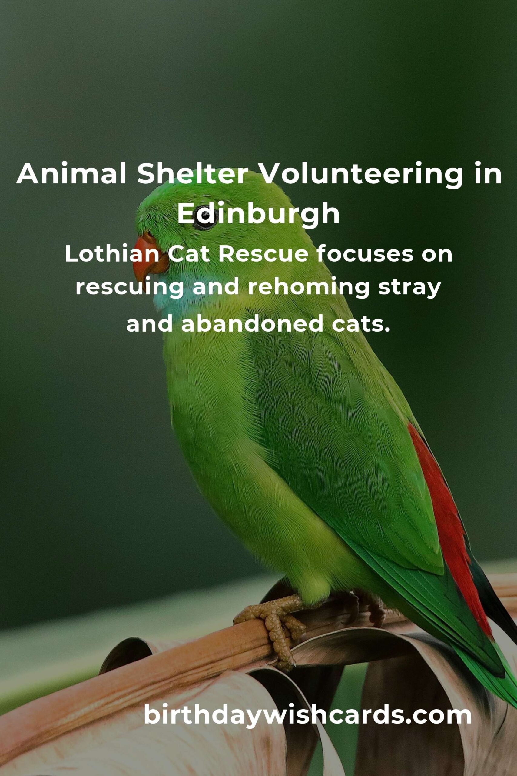 Discover the Best Animal Shelter Volunteer Programs in Edinburgh