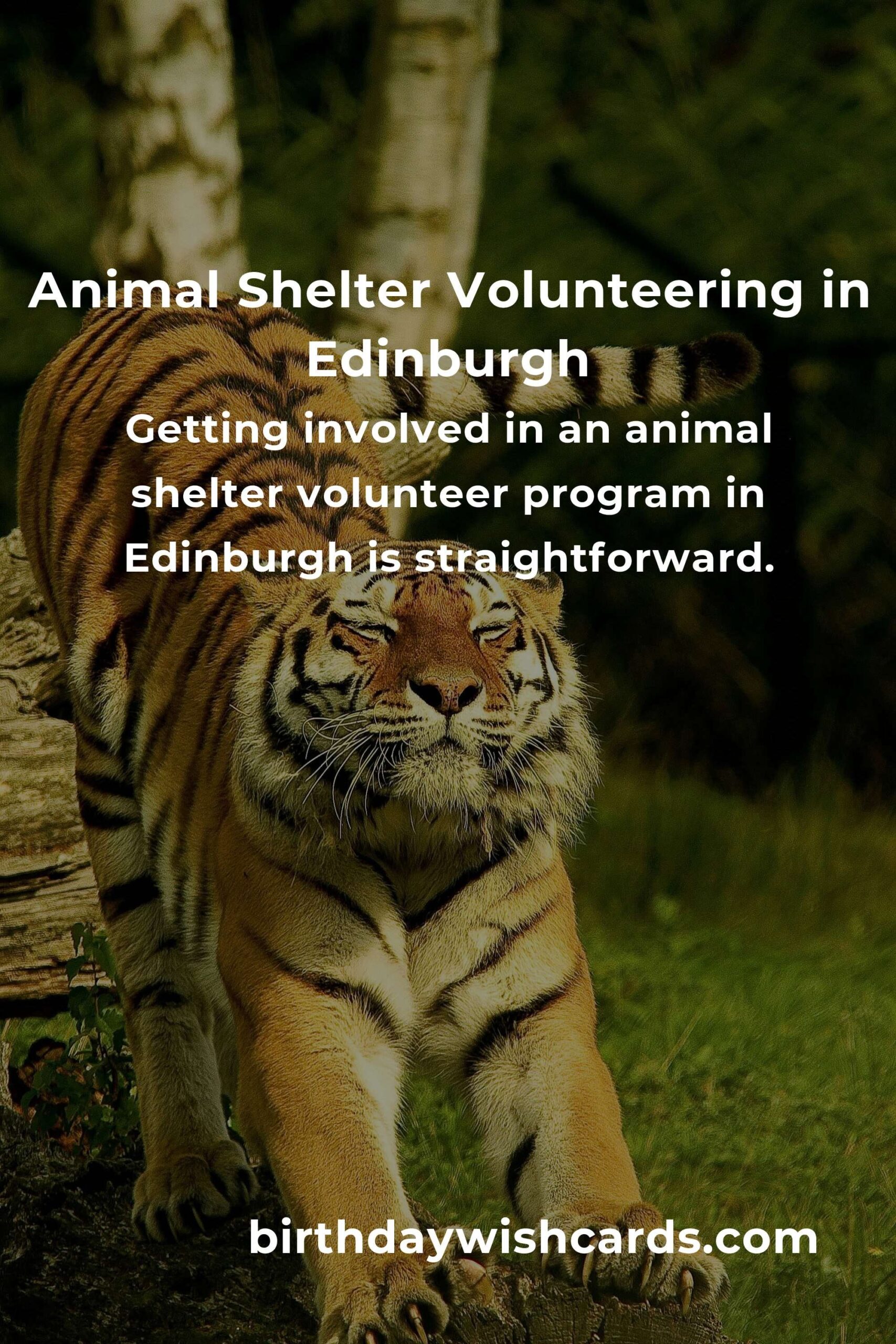 Discover the Best Animal Shelter Volunteer Programs in Edinburgh