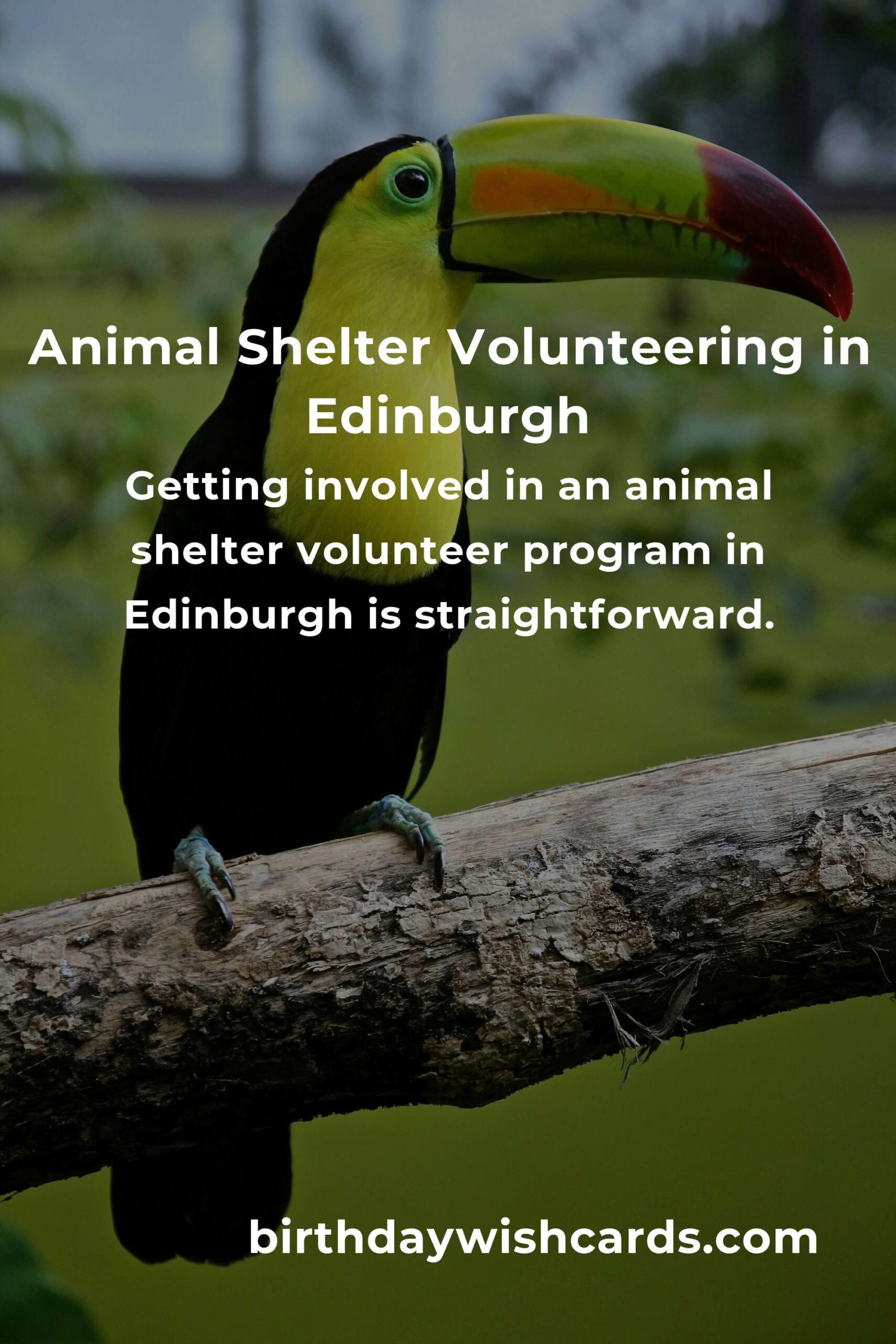 Discover the Best Animal Shelter Volunteer Programs in Edinburgh