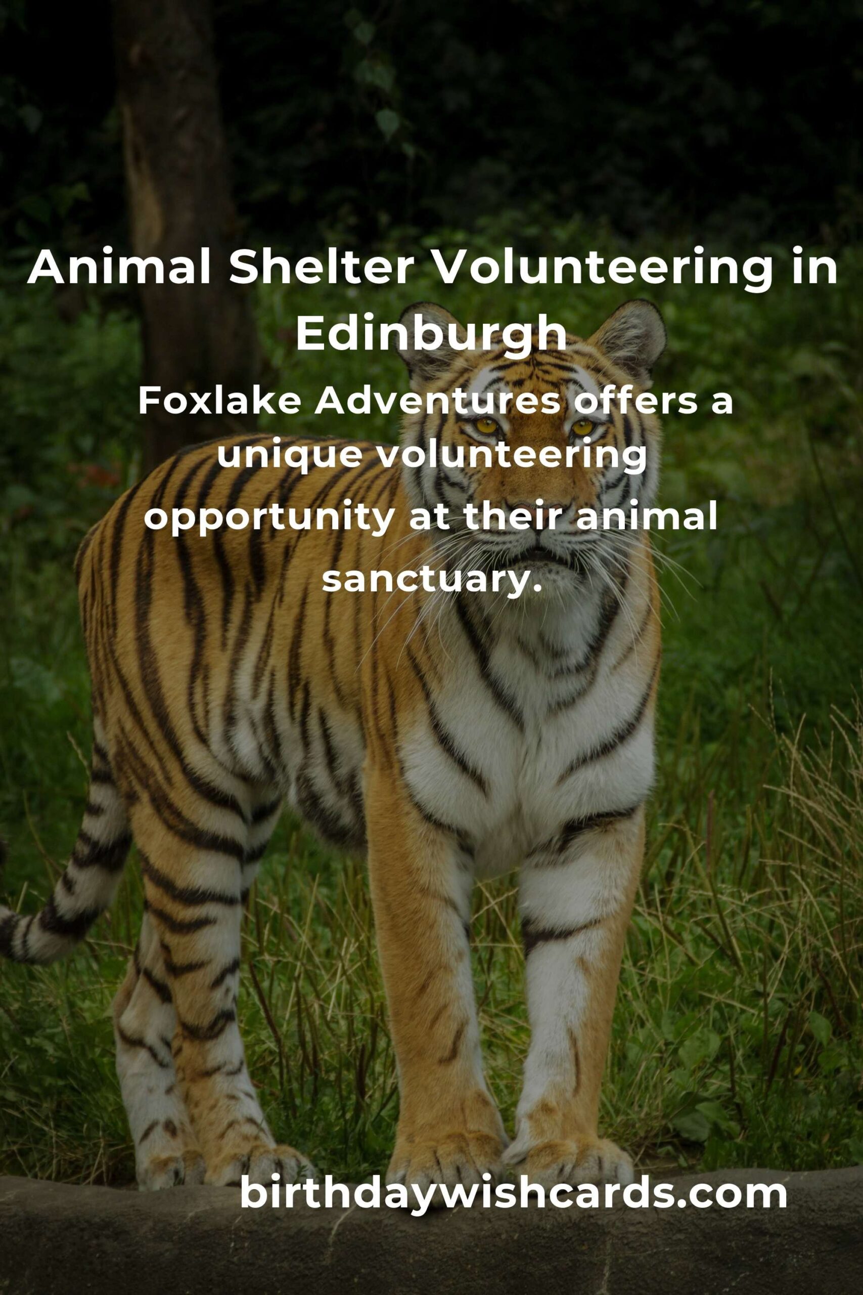 Discover the Best Animal Shelter Volunteer Programs in Edinburgh