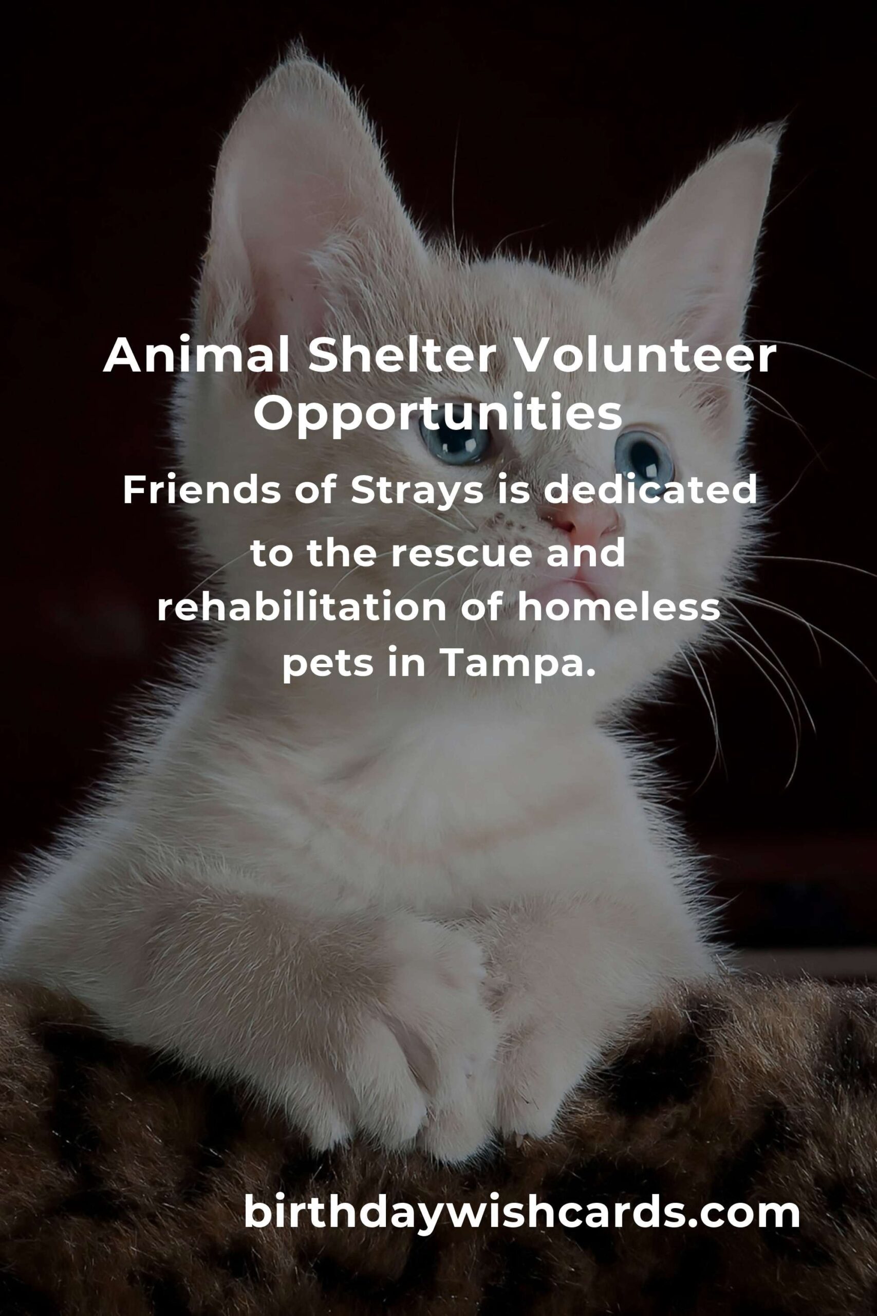 Discover the Best Animal Shelter Volunteer Programs in Tampa