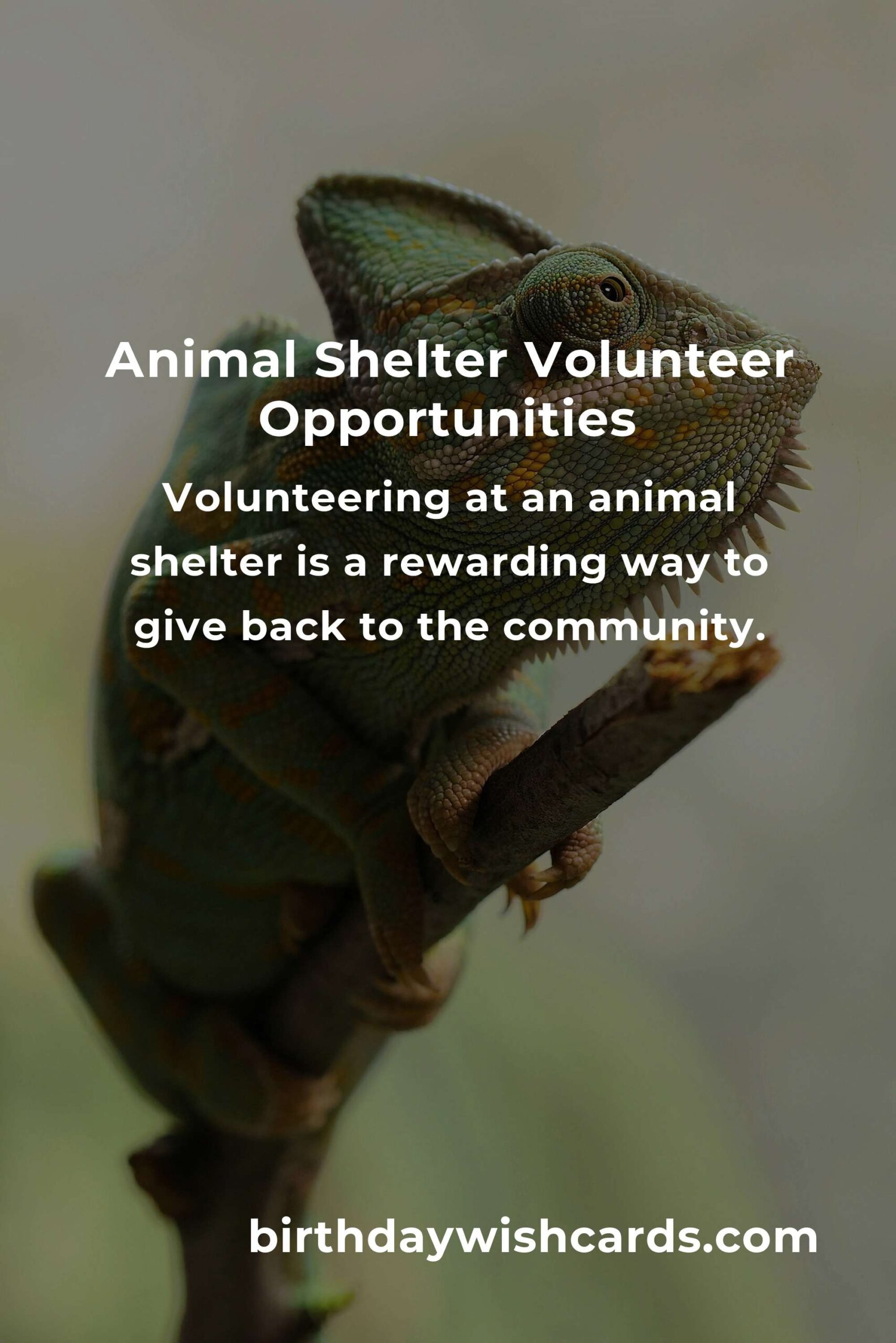 Discover the Best Animal Shelter Volunteer Programs in Tampa
