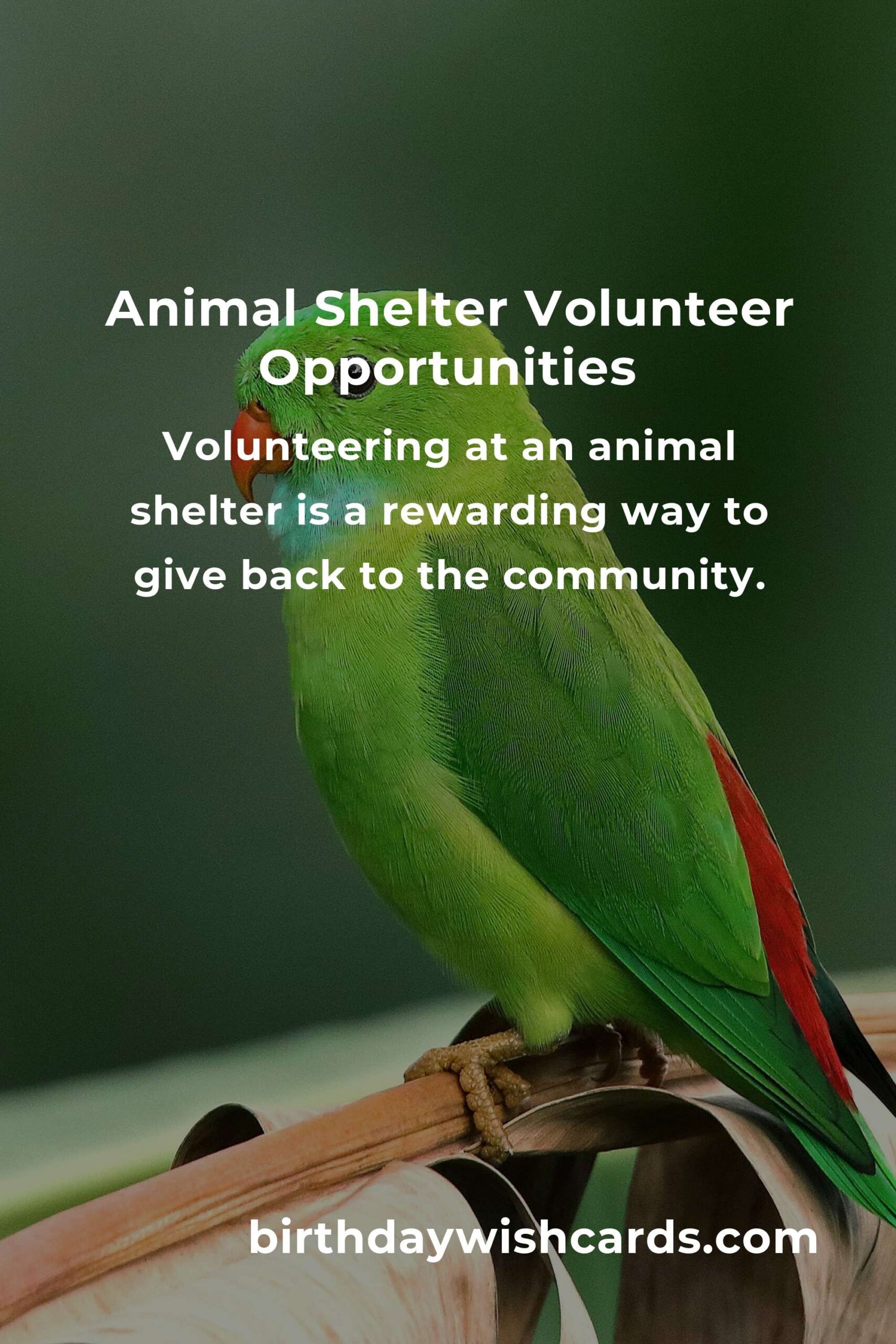 Discover the Best Animal Shelter Volunteer Programs in Tampa