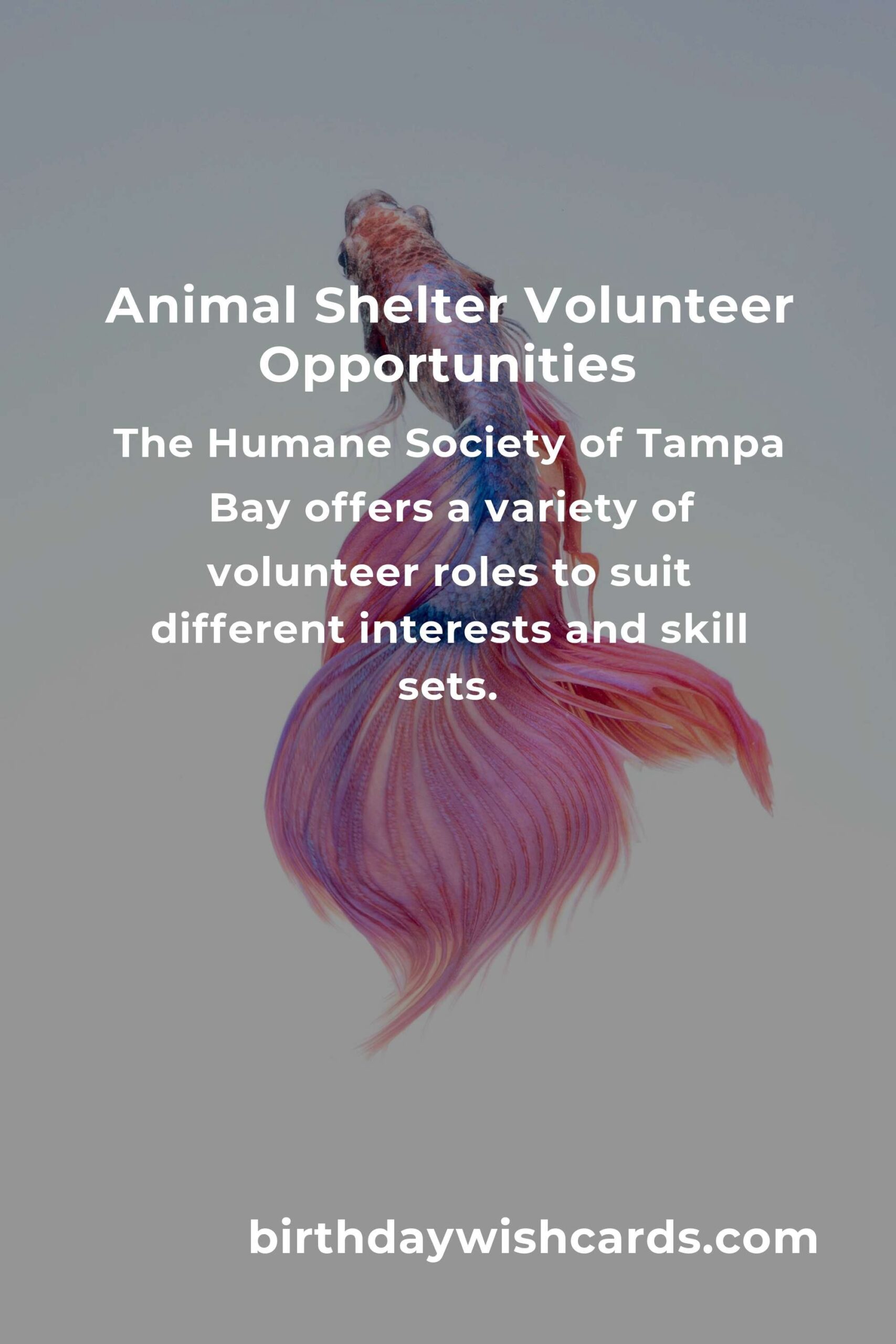 Discover the Best Animal Shelter Volunteer Programs in Tampa