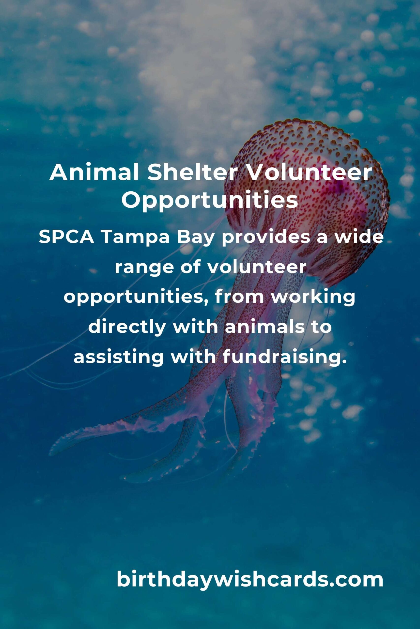 Discover the Best Animal Shelter Volunteer Programs in Tampa