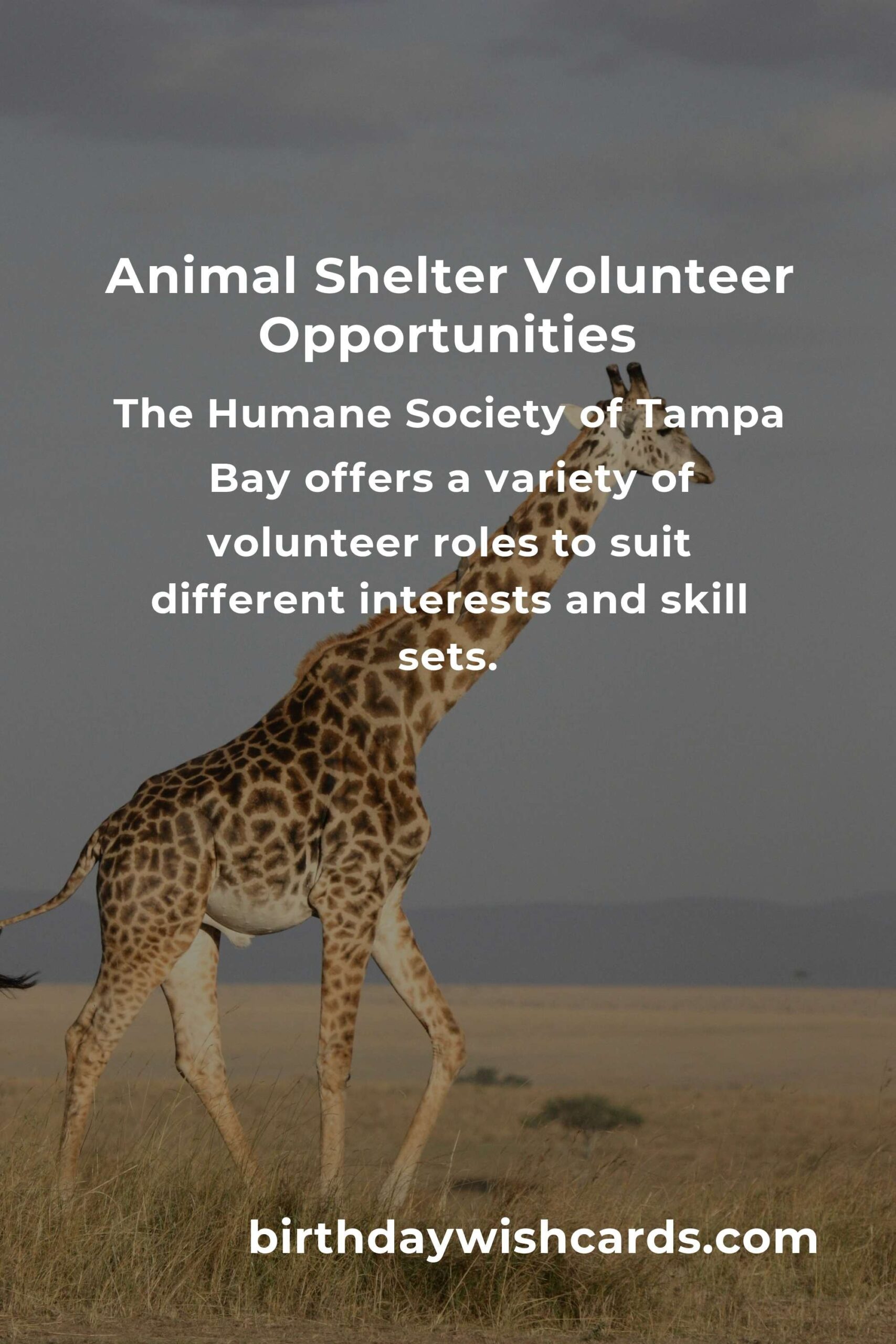 Discover the Best Animal Shelter Volunteer Programs in Tampa