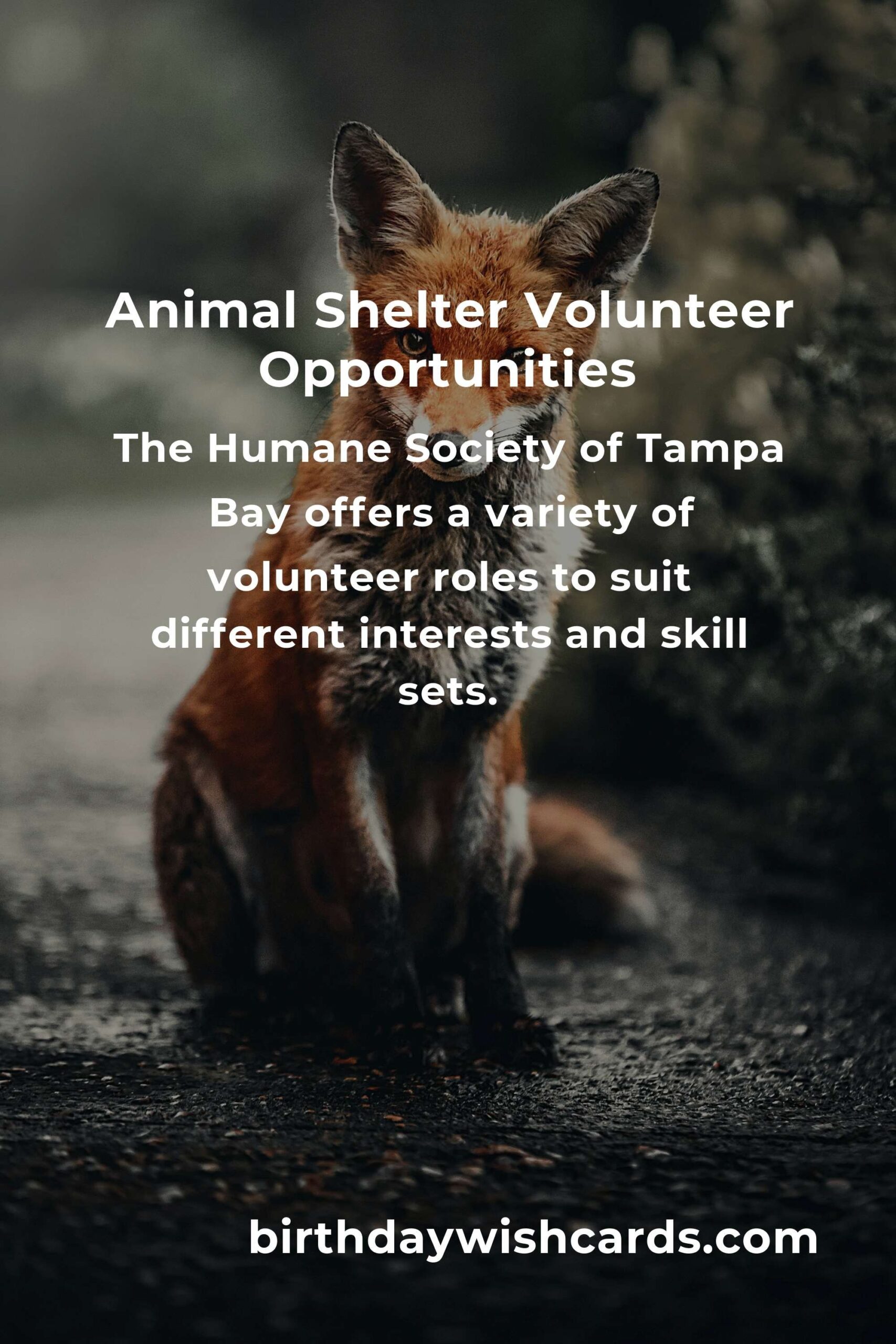 Discover the Best Animal Shelter Volunteer Programs in Tampa