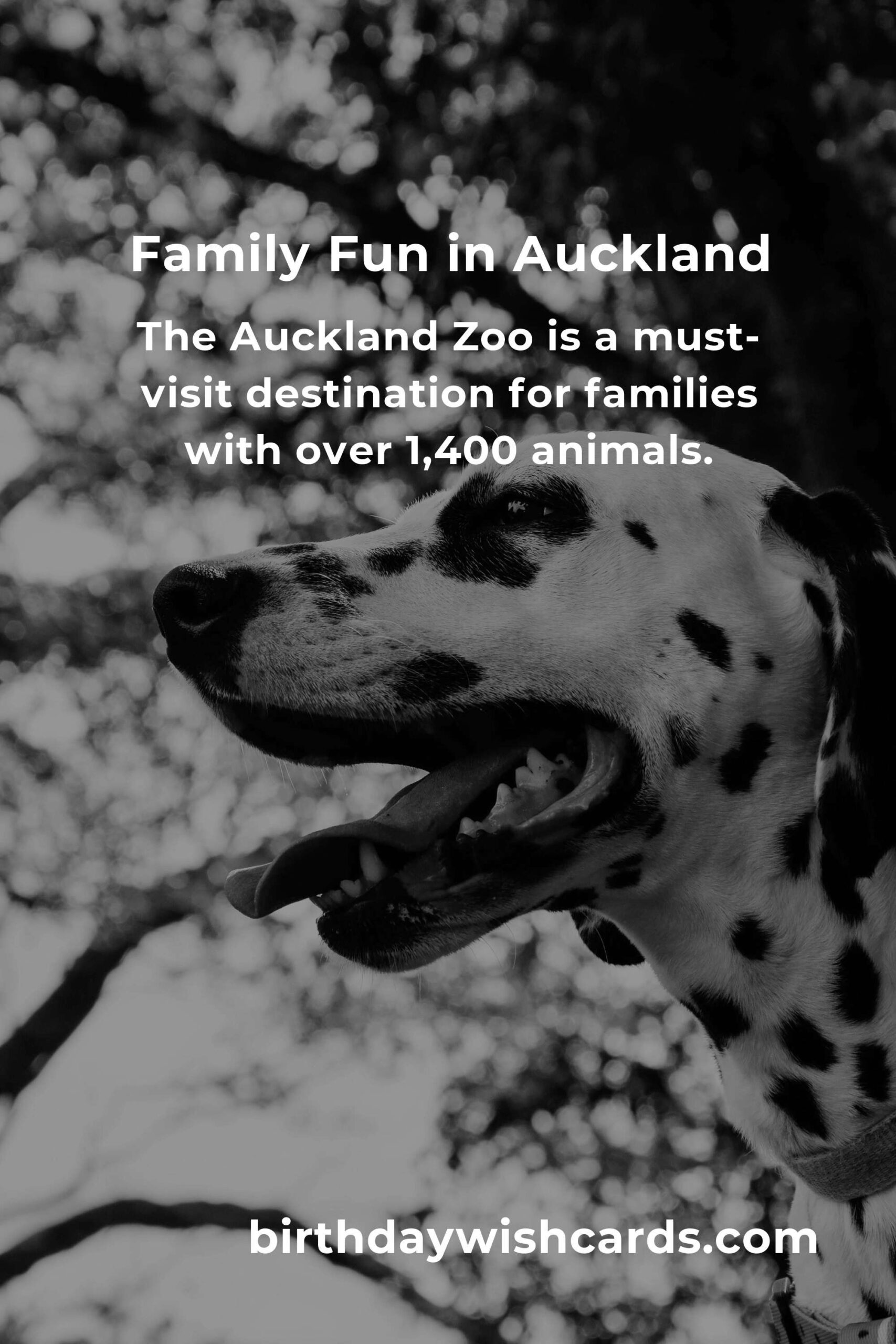 Family Destinations in Auckland: Ultimate Guide for Memorable Experiences