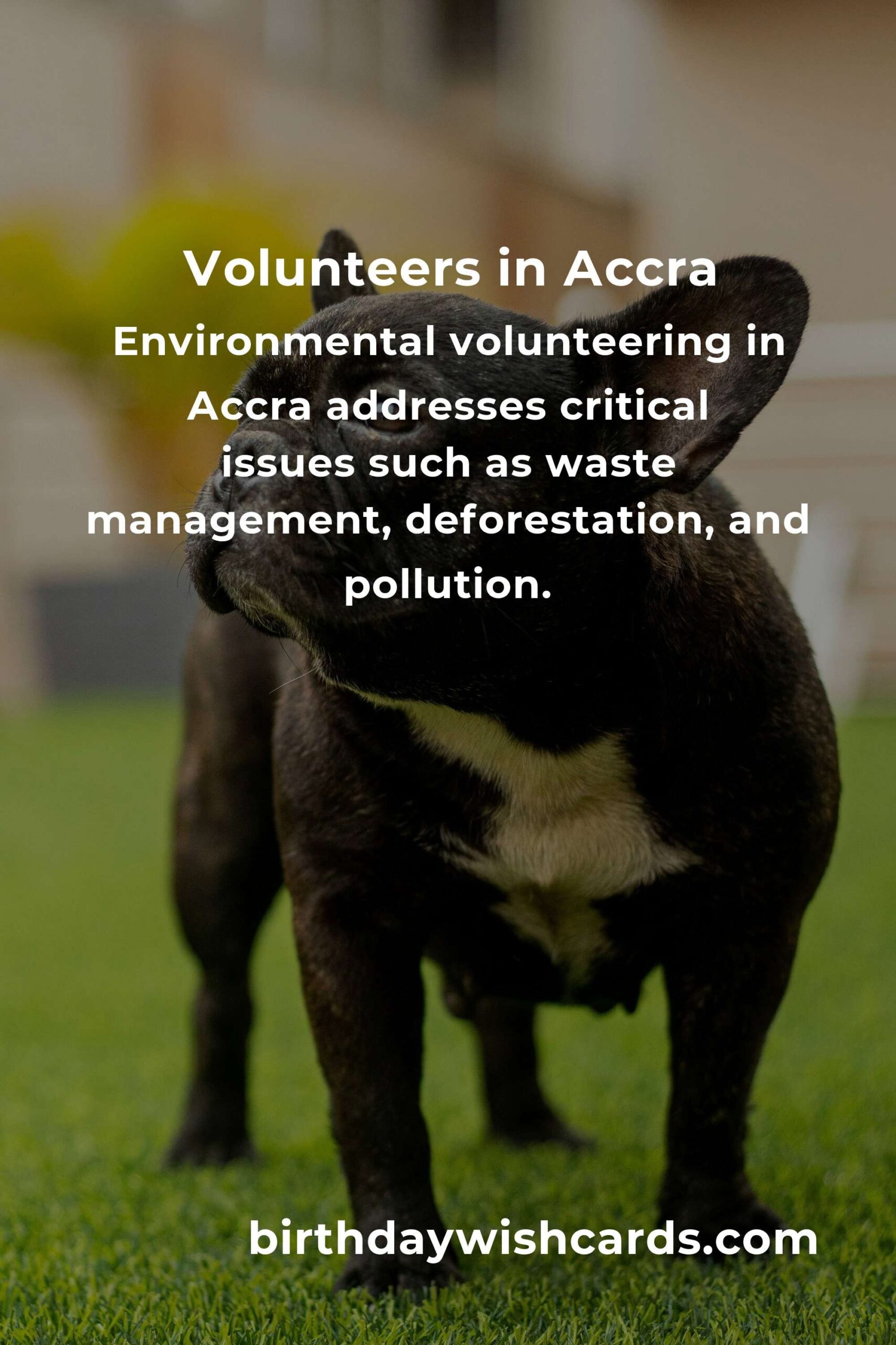 The Ultimate Guide to Environmental Volunteering in Accra