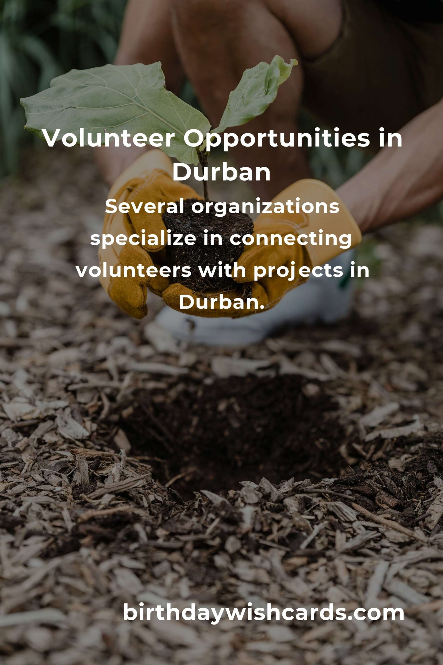 Volunteer Opportunities for Budget Travelers in Durban